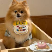 【愛犬のお写真大募集No.16】