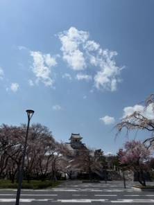 豊公園の桜情報について