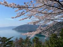 今が見頃！春のお花見おすすめドライブコース