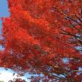 紅葉情報（11月16日）