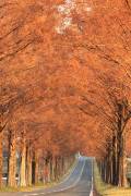 メタセコイア並木の紅葉