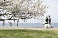 豊公園の桜開花予報