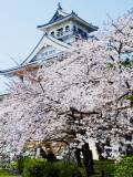 2022長浜　桜情報についてのお知らせ