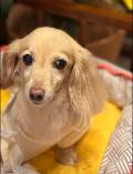  【愛犬のお写真大募集No.4】