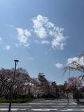 豊公園の桜情報について
