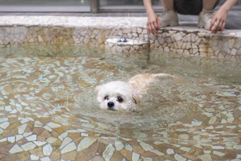 DOG POOL　営業中です♪