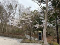 当館の桜開花情報及び周辺の桜情報