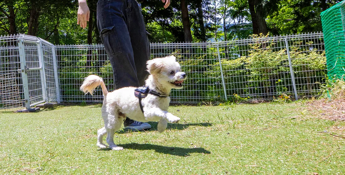 写真:ドッグラン