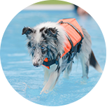 DOG POOL