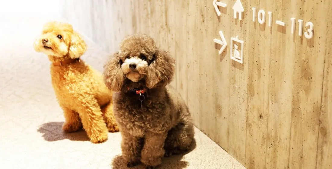 写真:わんちゃん
