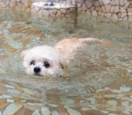 写真：芝生を走る愛犬