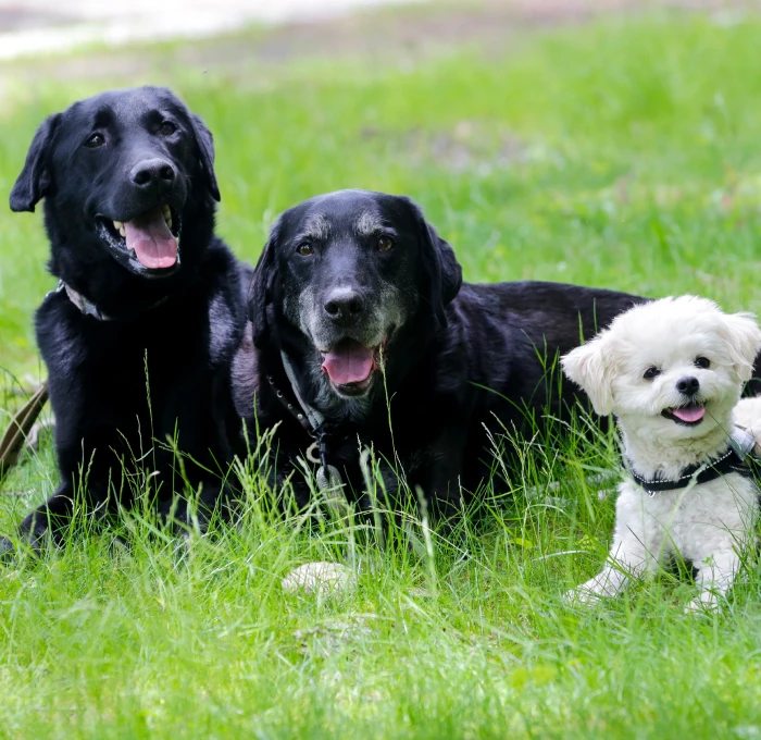 写真：愛犬と散歩する様子