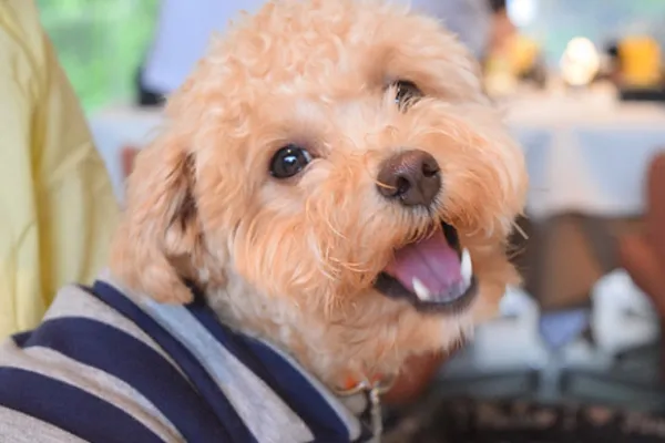 写真:愛犬