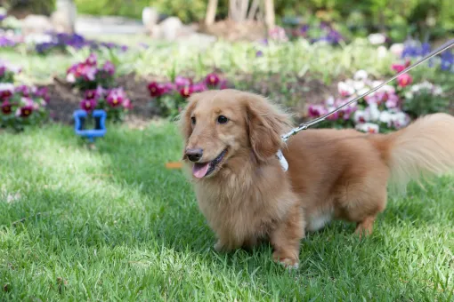 写真:愛犬