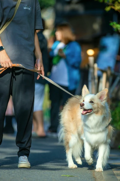 画像：愛犬と散歩