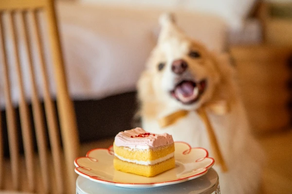 写真:愛犬