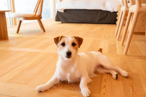 写真:愛犬