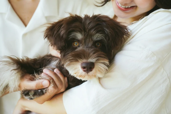 写真:愛犬