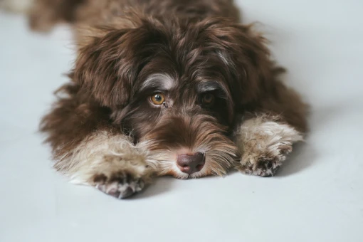写真:愛犬